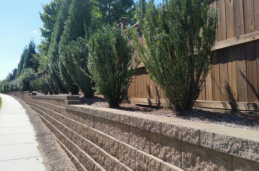 junipers and wooden fence in brick retaining wall along sidewalk with blue sky